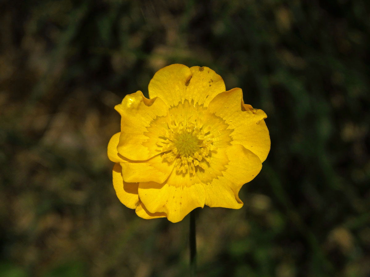 Pryskyřník hajní (Ranunculus nemorosus DC.), sedmičetný květ (4)