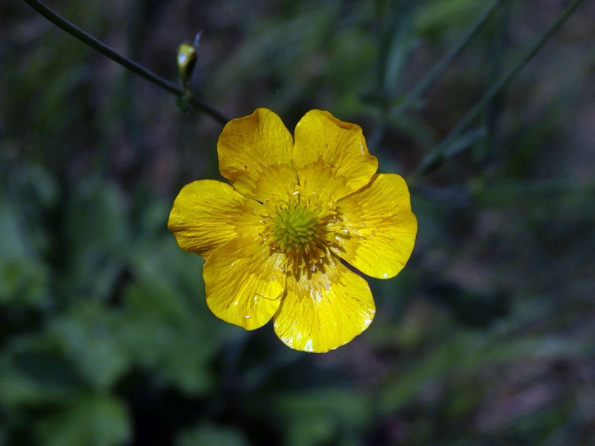 Pryskyřník hajní (Ranunculus nemorosus DC.), šestičetný květ (3)