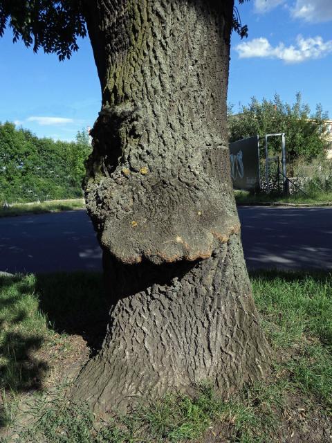 Nádor na jasanu ztepilém (Fraxinus excelsior L.) (18a)