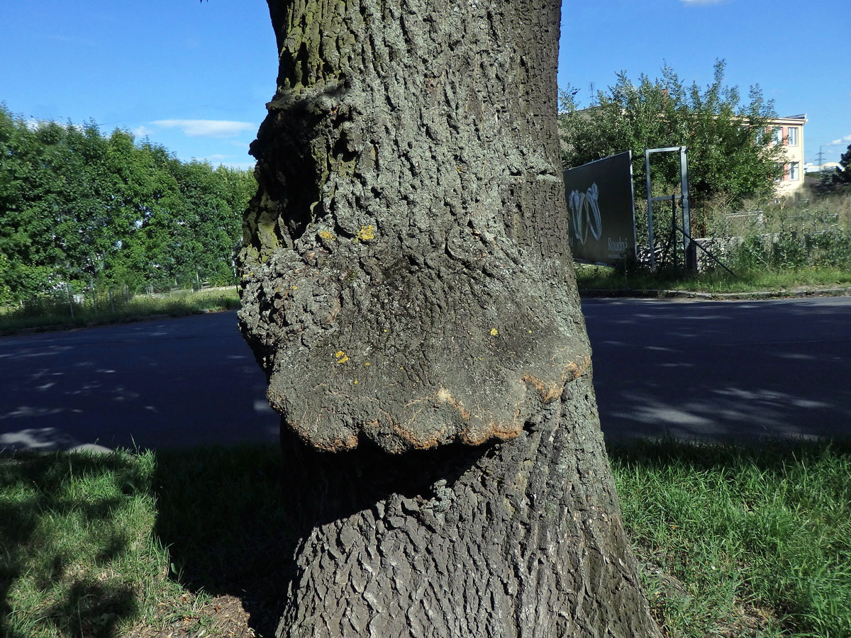 Nádor na jasanu ztepilém (Fraxinus excelsior L.) (18b)