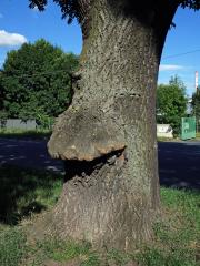 Nádor na jasanu ztepilém (Fraxinus excelsior L.) (18c)