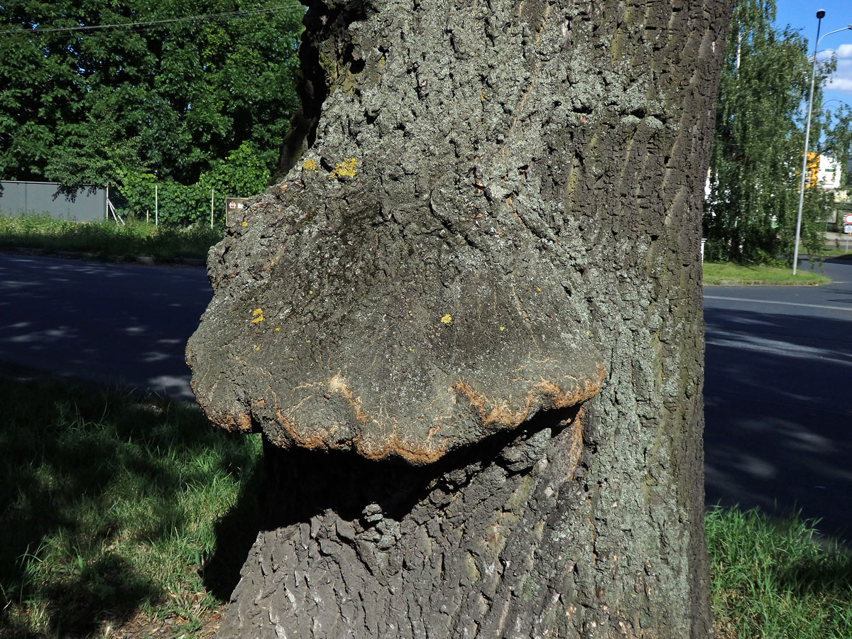 Nádor na jasanu ztepilém (Fraxinus excelsior L.) (18d)