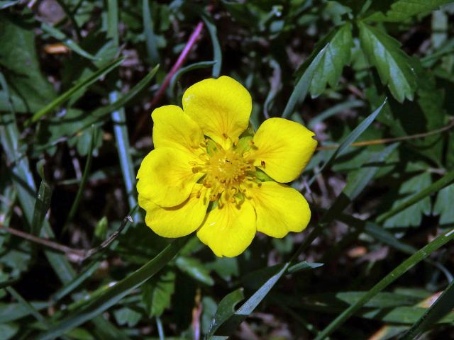 Mochna plazivá (Potentilla reptans L.) se sedmičetným květem (2b)