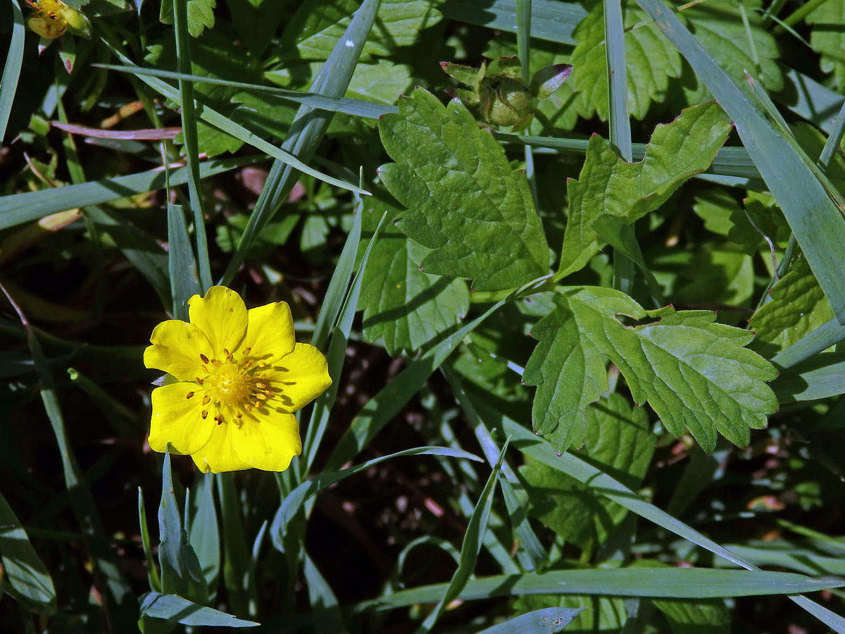 Mochna plazivá (Potentilla reptans L.) se sedmičetným květem (3a)