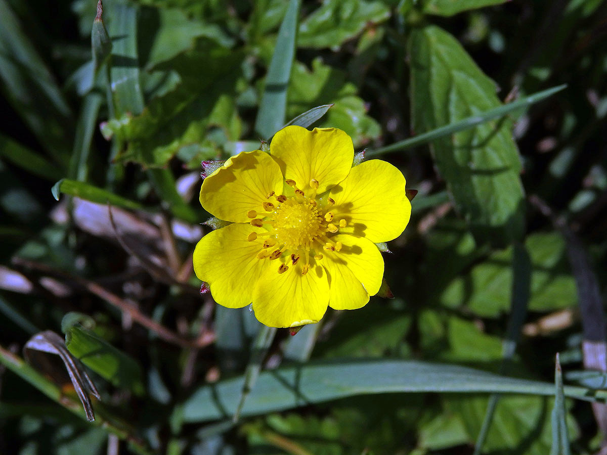 Mochna plazivá (Potentilla reptans L.) s šestičetným květem (7)