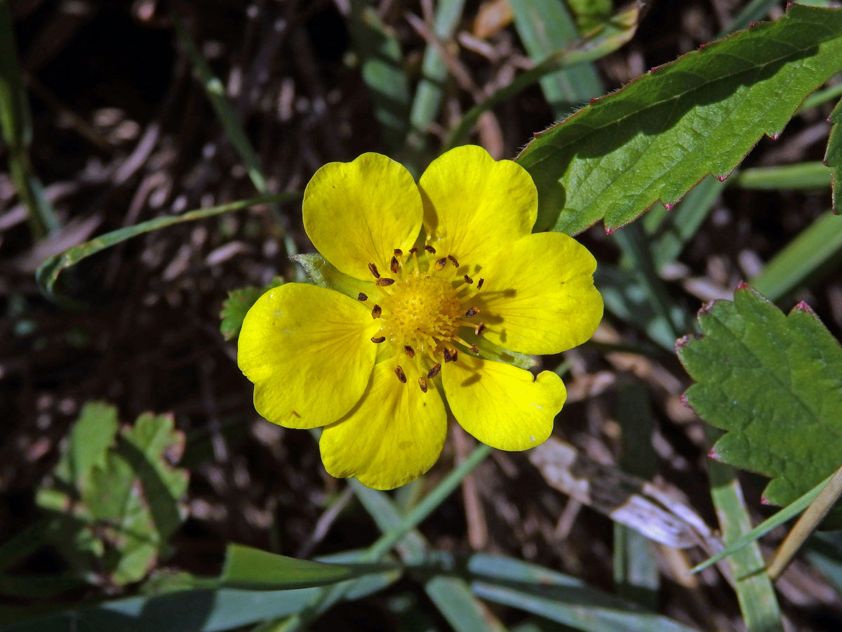 Mochna plazivá (Potentilla reptans L.) s šestičetným květem (8b)