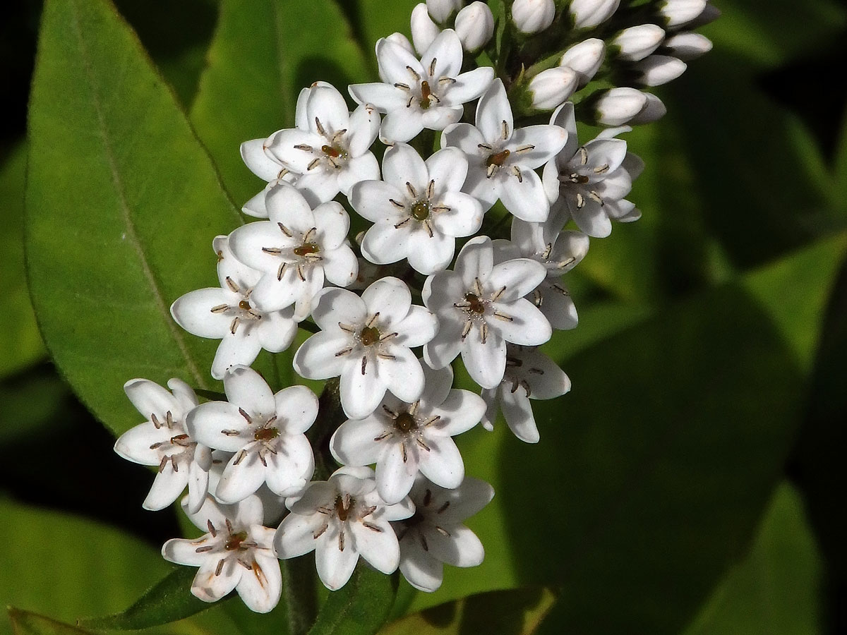 Vrbina (Lysimachia clethroides Duby) s šestičetnými květy (2)