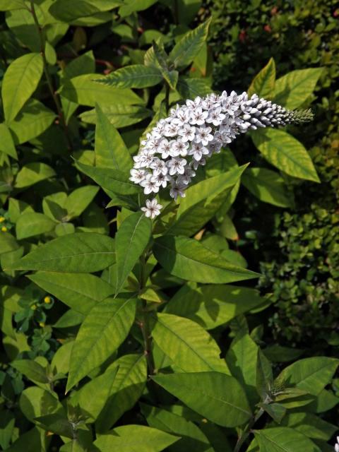 Vrbina (Lysimachia clethroides Duby)