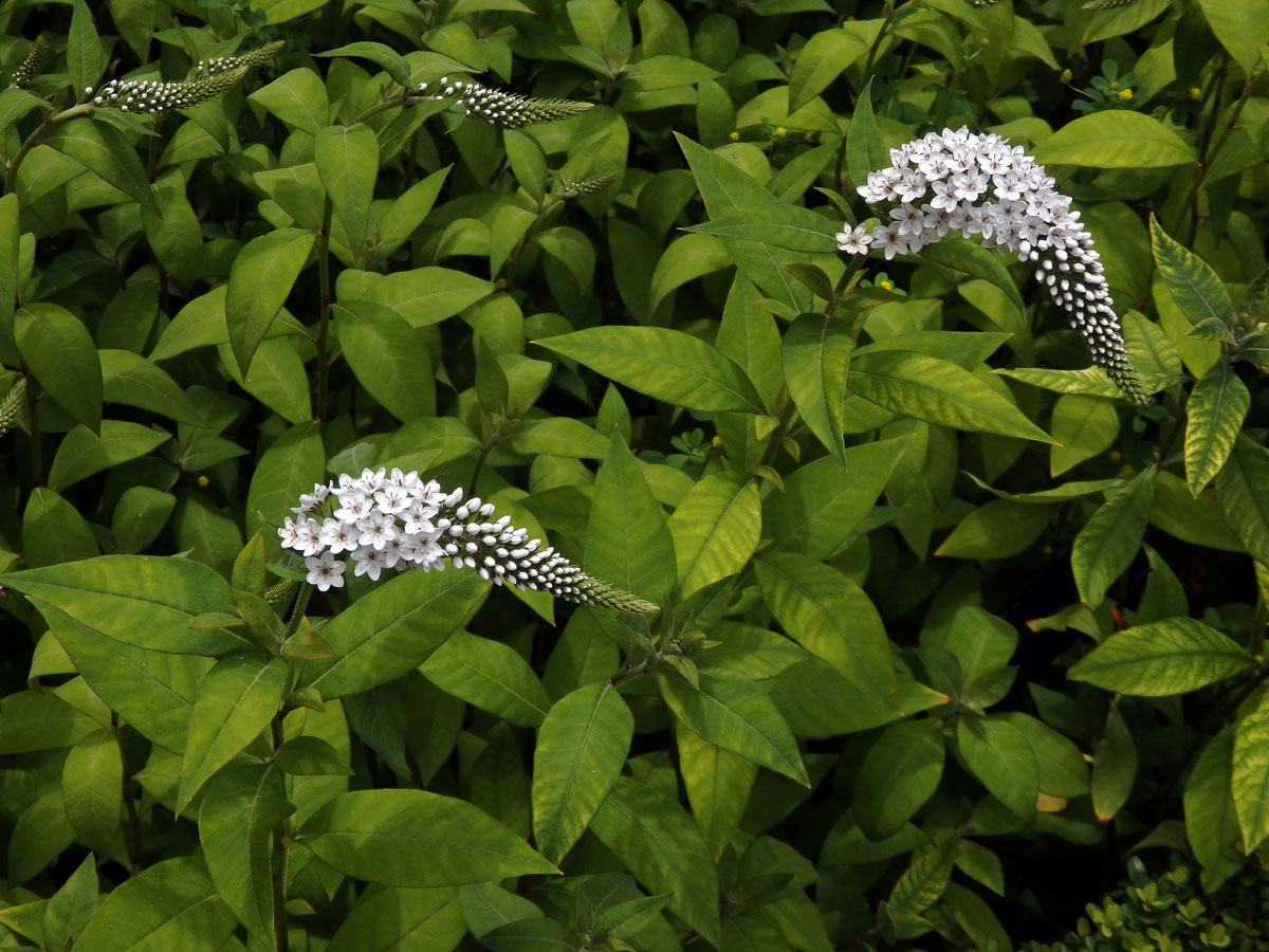 Vrbina (Lysimachia clethroides Duby)