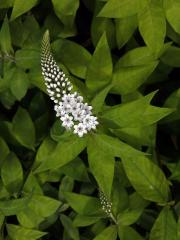 Vrbina (Lysimachia clethroides Duby)