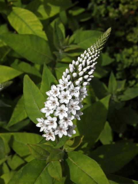 Vrbina (Lysimachia clethroides Duby)