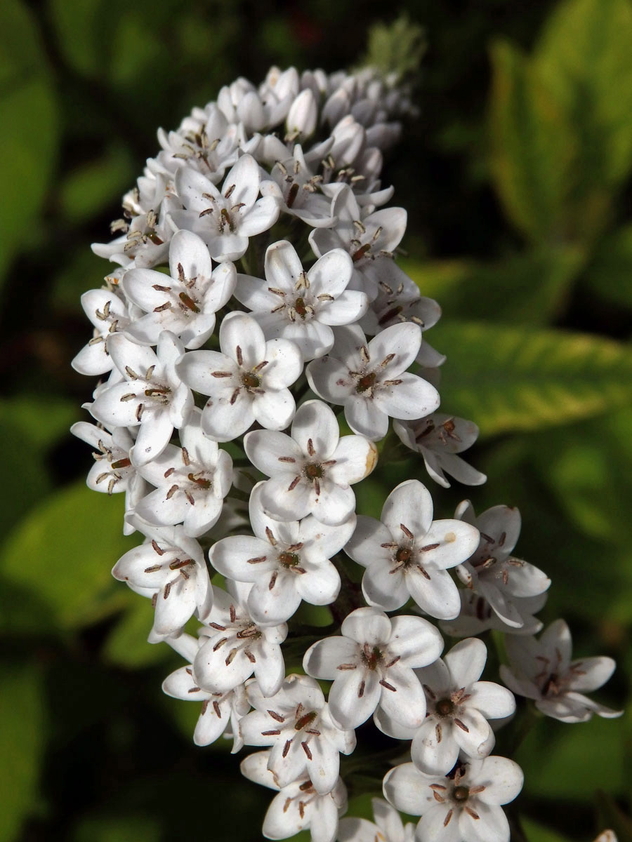 Vrbina (Lysimachia clethroides Duby)