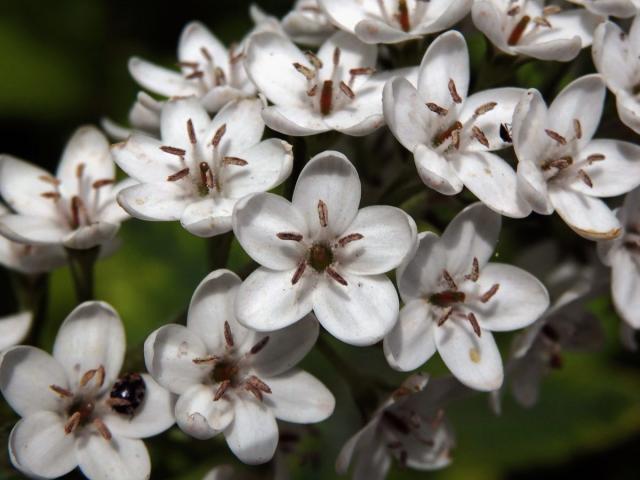 Vrbina (Lysimachia clethroides Duby)