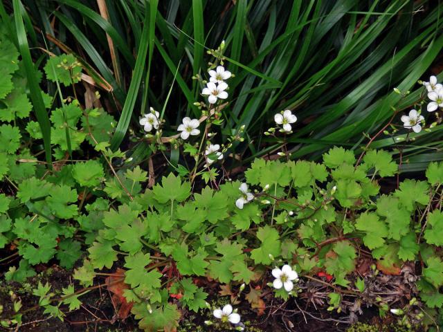 Lomikámen (Saxifraga maderensis D. Don)