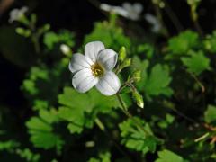 Lomikámen (Saxifraga maderensis D. Don)