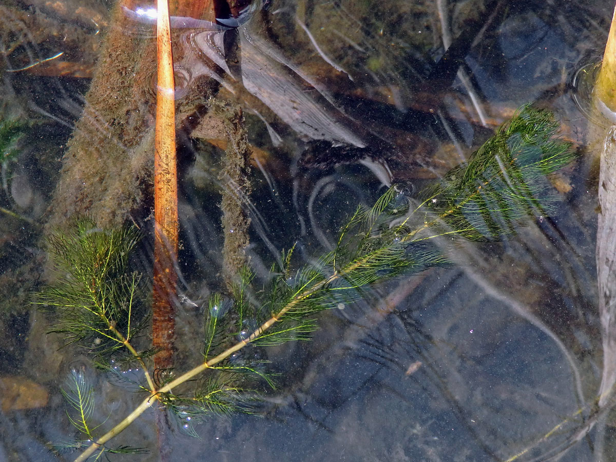 Stolístek klasnatý (Myriophyllum spicatum L.)