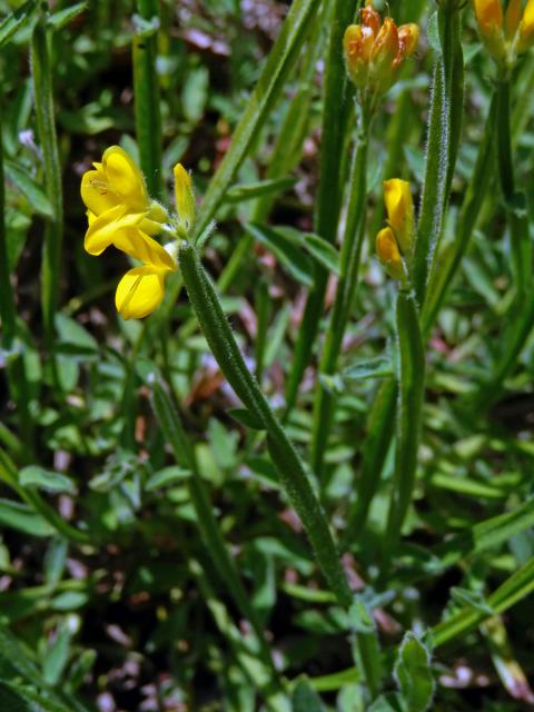 Kručinka křídlatá (Genista sagitalis L.)