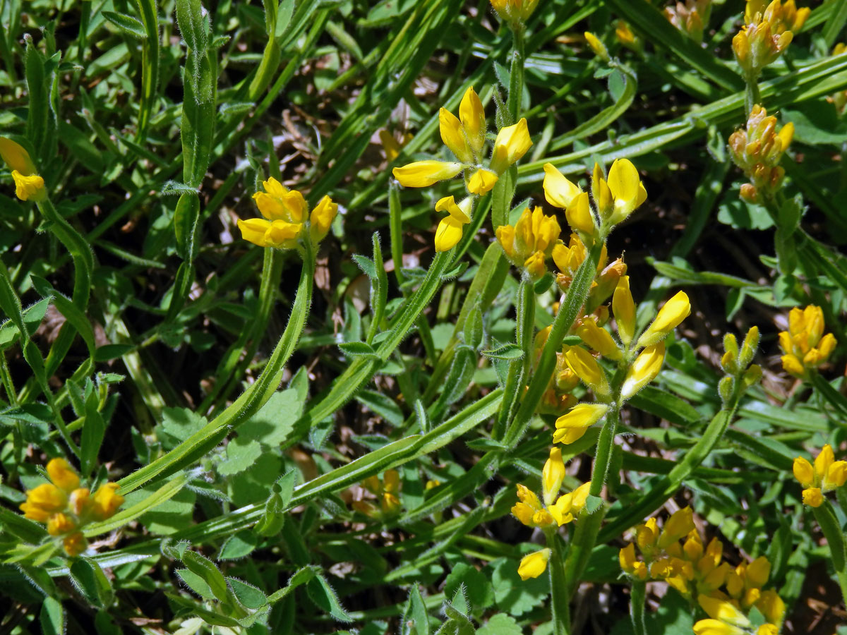 Kručinka křídlatá (Genista sagitalis L.)