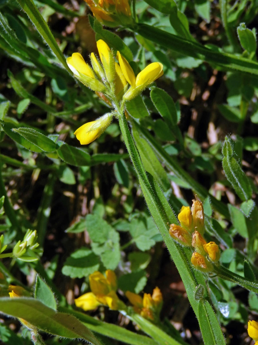 Kručinka křídlatá (Genista sagitalis L.)