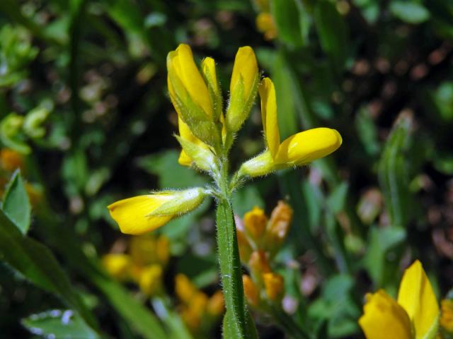 Kručinka křídlatá (Genista sagitalis L.)