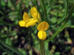 Kručinka křídlatá (Genista sagitalis L.)