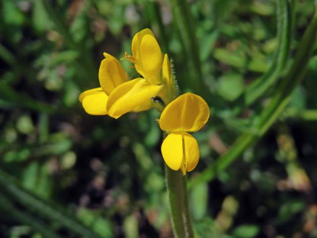 Kručinka křídlatá (Genista sagitalis L.)