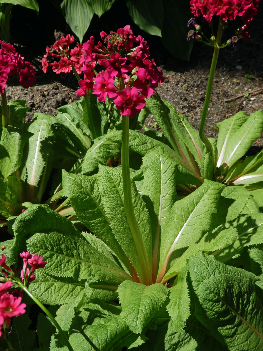 Prvosenka japonská (Primula japonica A. Gray)