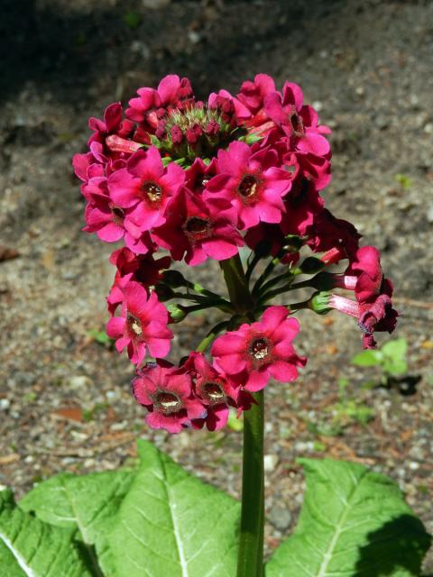 Prvosenka japonská (Primula japonica A. Gray)