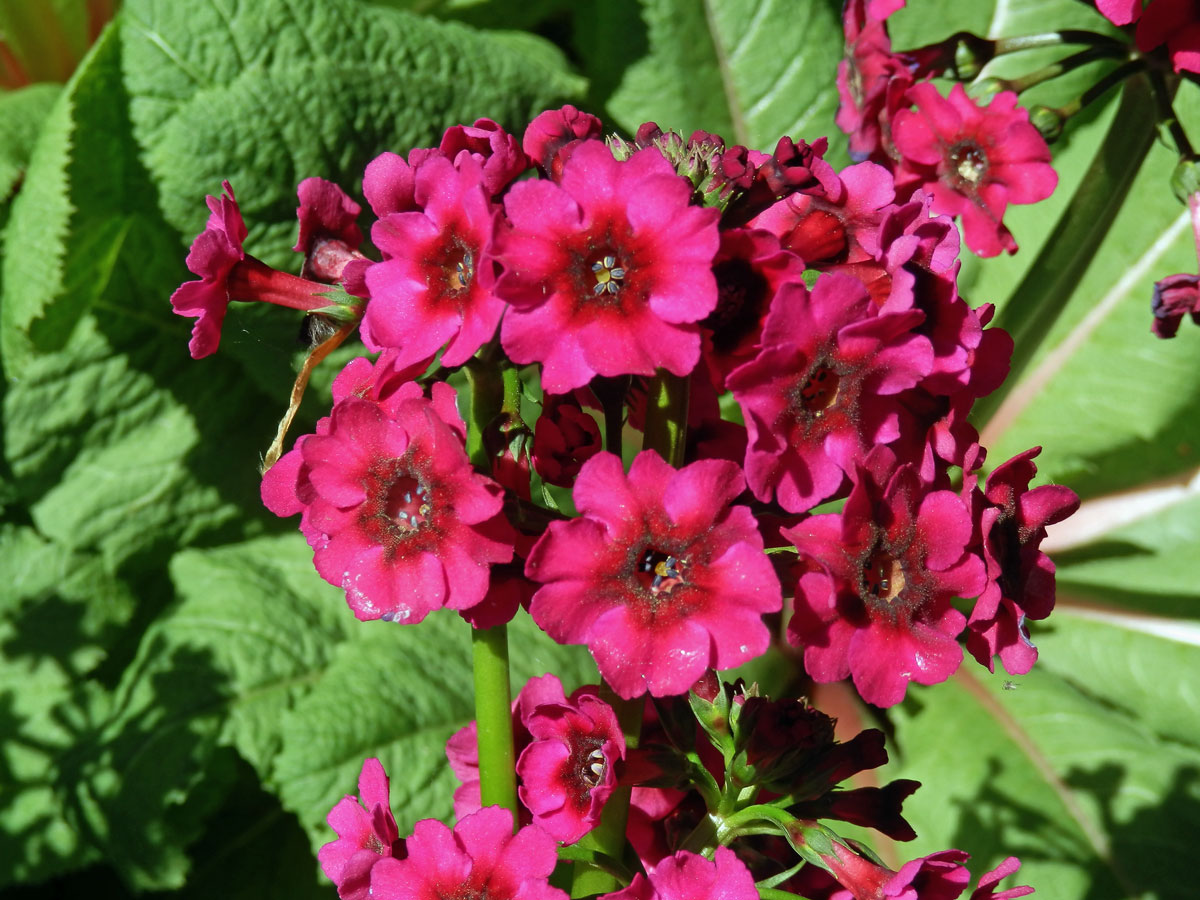 Prvosenka japonská (Primula japonica A. Gray)