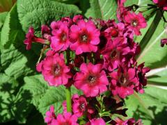 Prvosenka japonská (Primula japonica A. Gray)