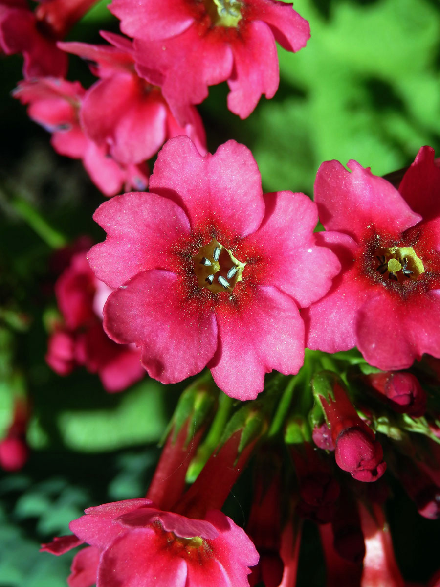 Prvosenka japonská (Primula japonica A. Gray)