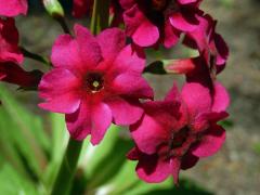 Prvosenka japonská (Primula japonica A. Gray)