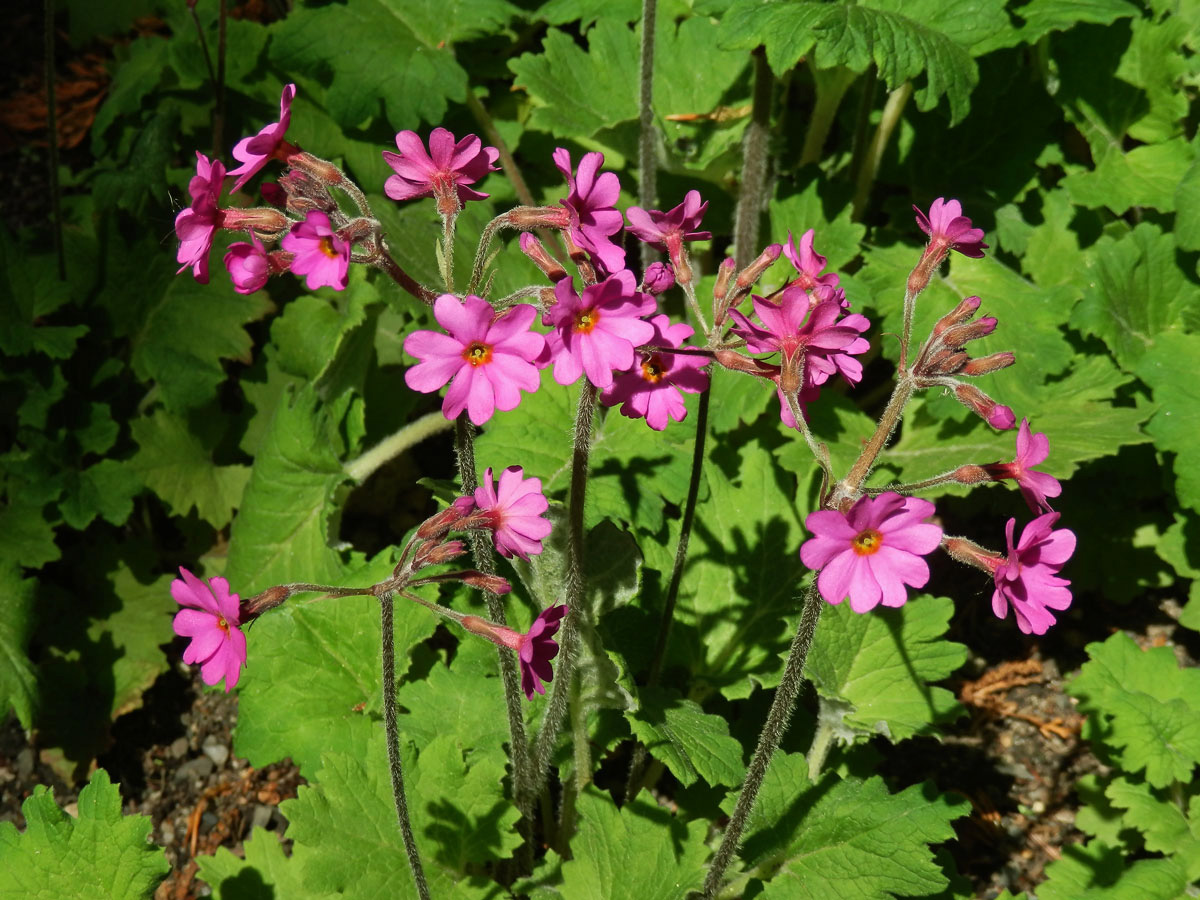 Prvosenka (Primula polyneura Franch.)