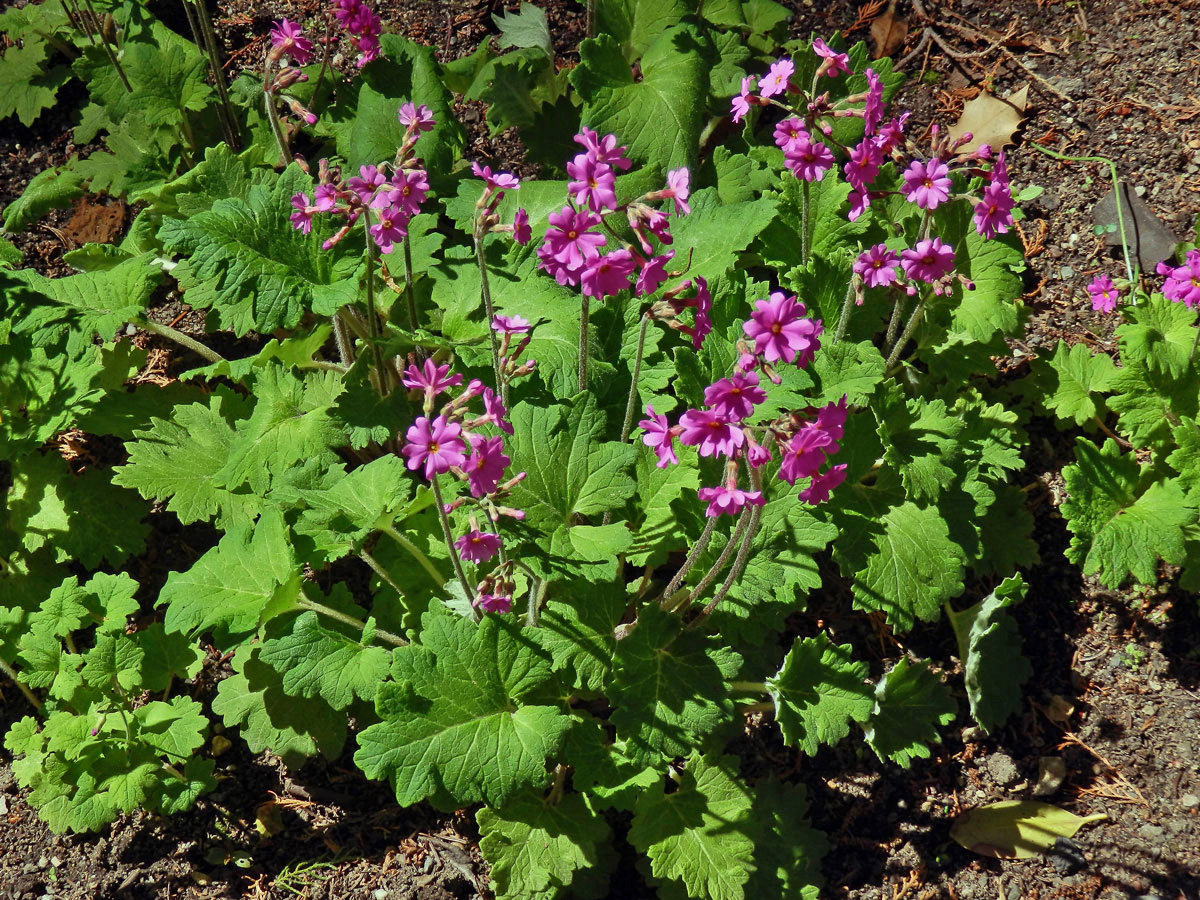 Prvosenka (Primula polyneura Franch.)