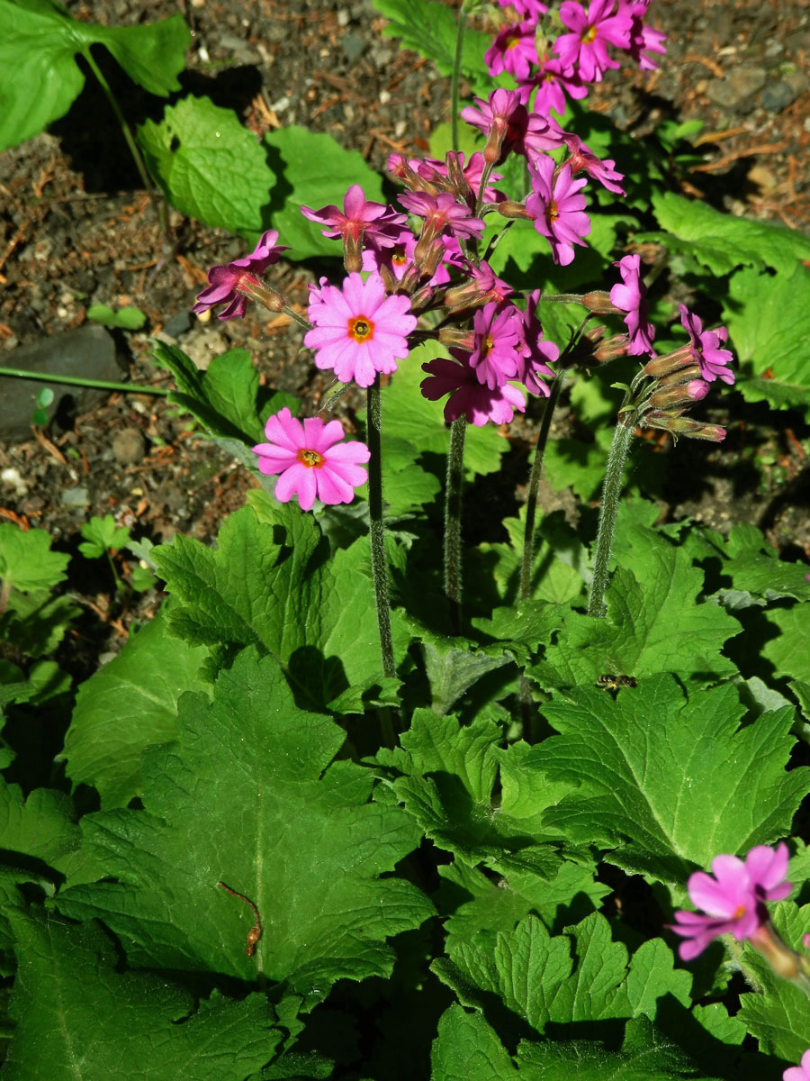 Prvosenka (Primula polyneura Franch.)