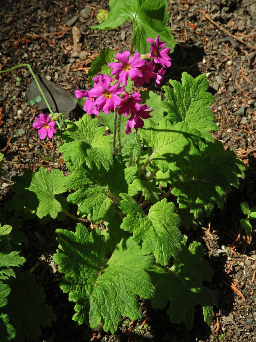 Prvosenka (Primula polyneura Franch.)