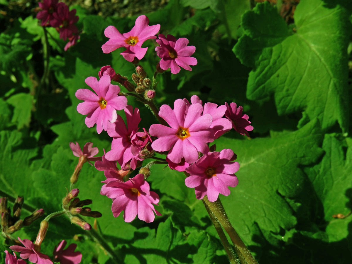 Prvosenka (Primula polyneura Franch.)