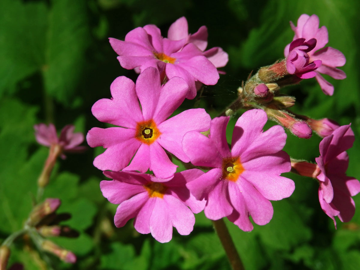 Prvosenka (Primula polyneura Franch.)