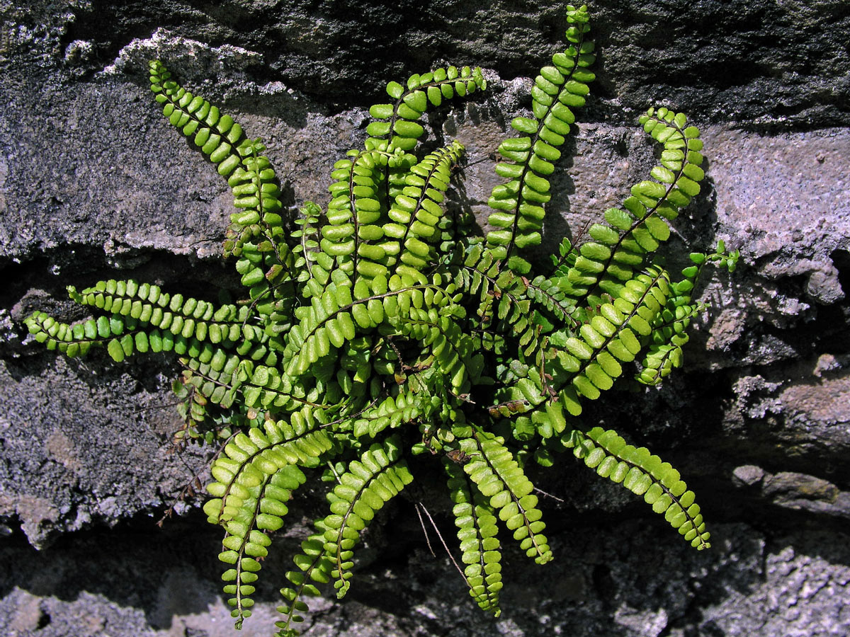 Sleziník červený (Asplenium trichomanes L.)