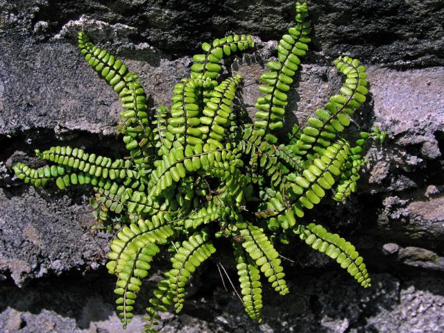 Sleziník červený (Asplenium trichomanes L.)