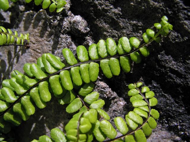 Sleziník červený (Asplenium trichomanes L.)