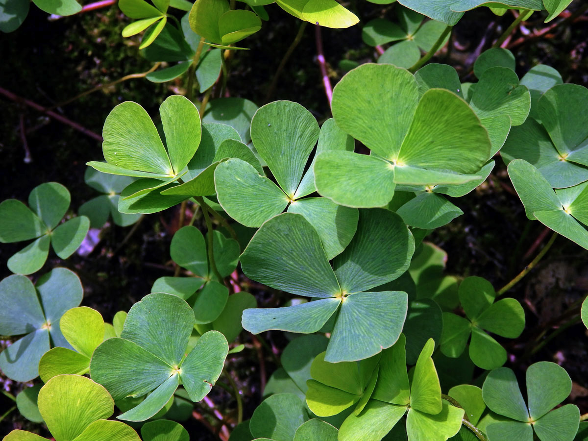 Marsilka čtyřlistá (Marsilea quadrifolia L.)