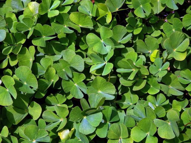 Marsilka čtyřlistá (Marsilea quadrifolia L.)