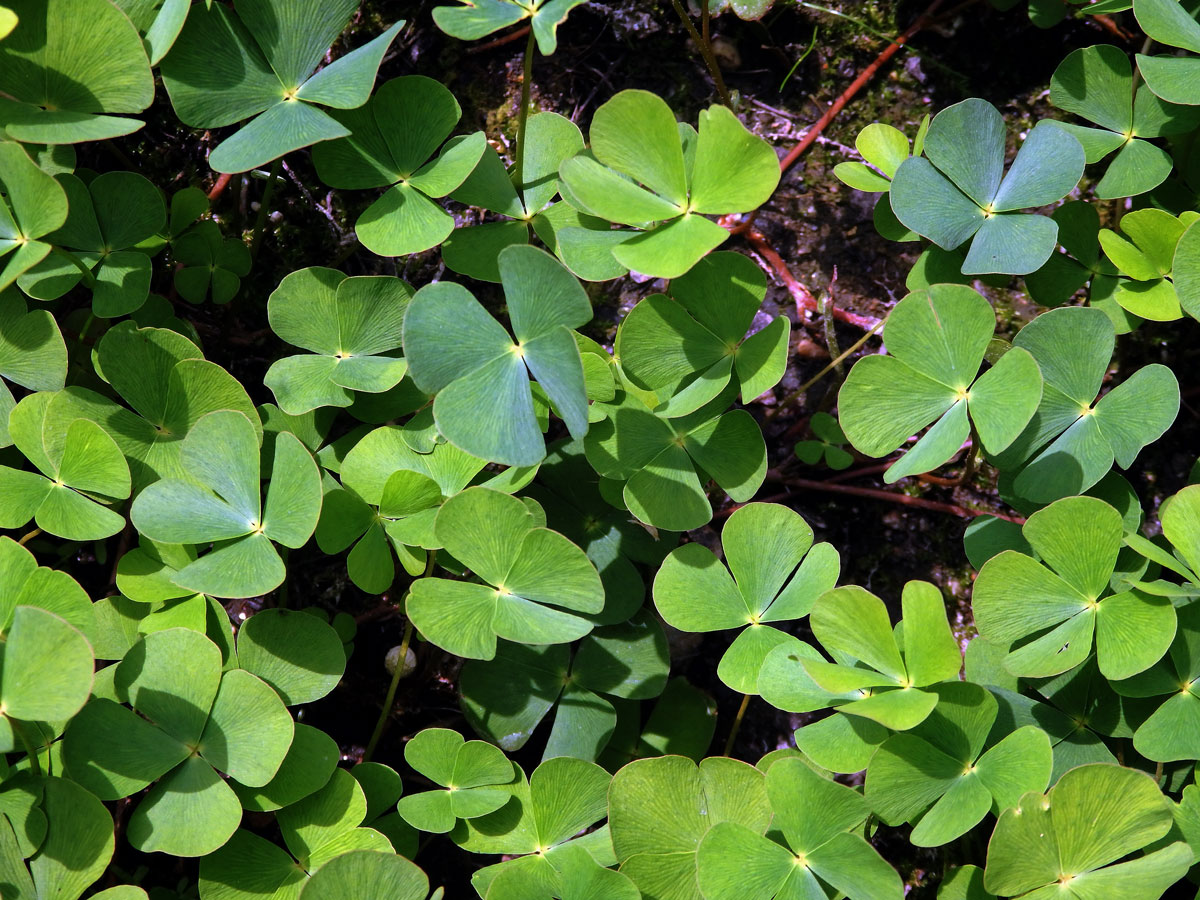 Marsilka čtyřlistá (Marsilea quadrifolia L.)