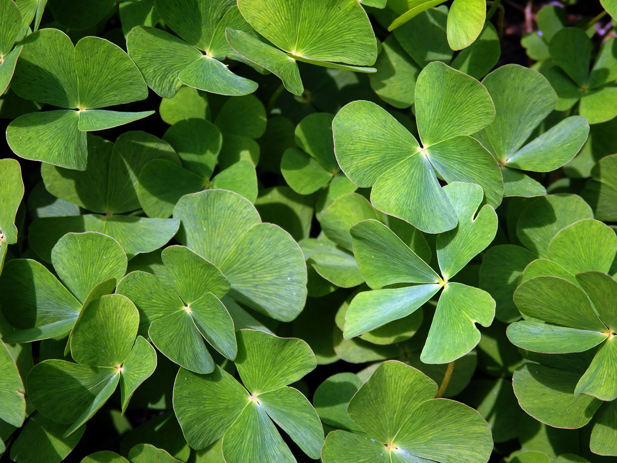 Marsilka čtyřlistá (Marsilea quadrifolia L.)