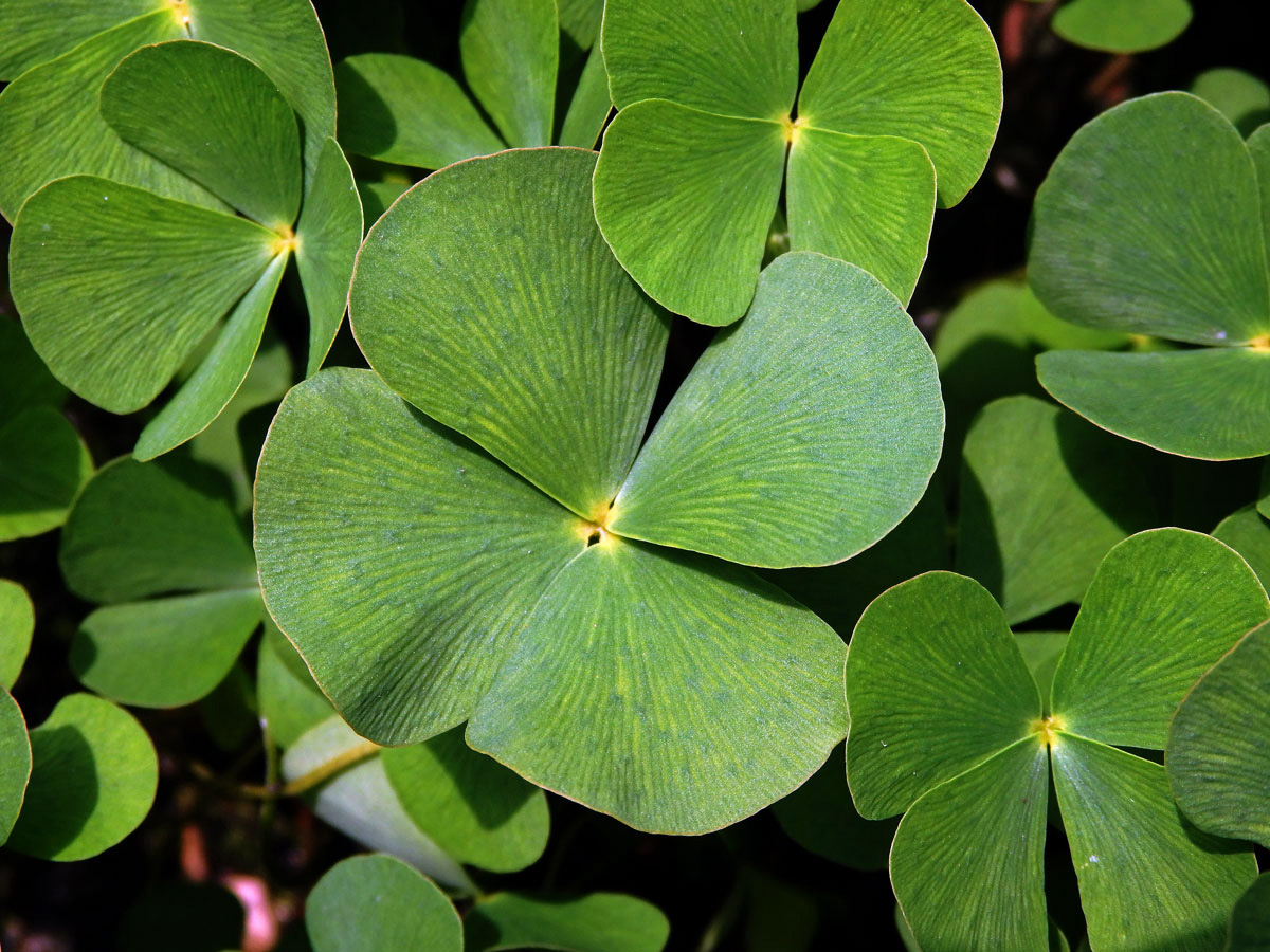 Marsilka čtyřlistá (Marsilea quadrifolia L.)