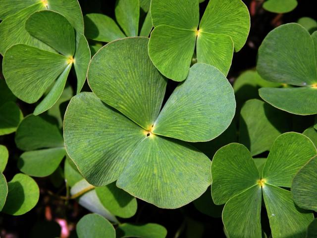 Marsilka čtyřlistá (Marsilea quadrifolia L.)