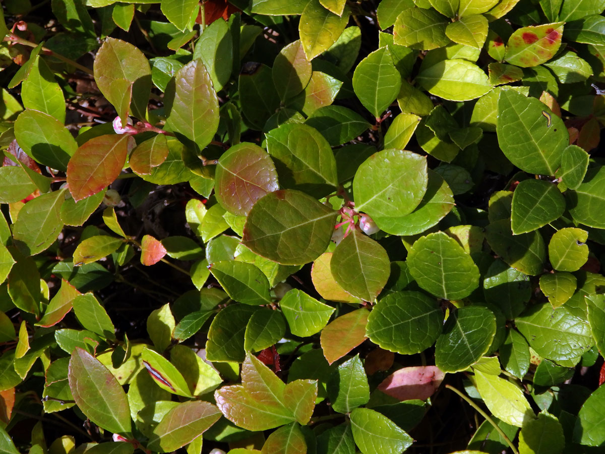 Libavka poléhavá (Gaultheria procumbens L.)