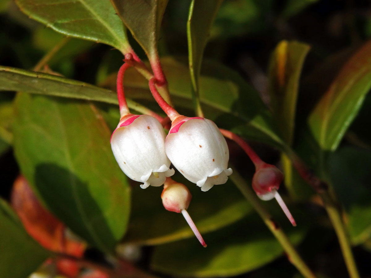 Libavka poléhavá (Gaultheria procumbens L.)