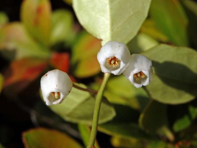 Libavka poléhavá (Gaultheria procumbens L.)